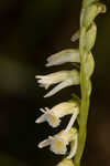 Florida lady's tresses